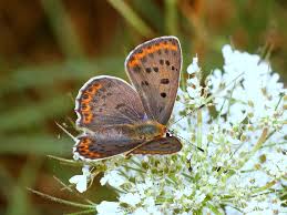 Attēlu rezultāti vaicājumam “Lycaena tityrus female”