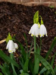 Attēlu rezultāti vaicājumam “Leucojum vernum var. carpathicum”