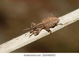 Attēlu rezultāti vaicājumam “Sitona sp.”