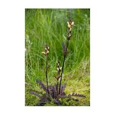 Attēlu rezultāti vaicājumam “Pedicularis sceptrum-carolinum leaf”