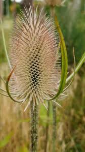 Attēlu rezultāti vaicājumam “Dipsacus fullonum fruit”
