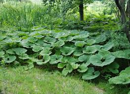 Image result for Petasites officinalis