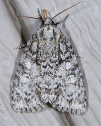 Attēlu rezultāti vaicājumam “Acronicta megacephala larva”