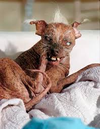 Image result for ugliest dog