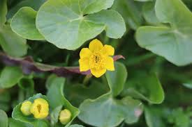 Attēlu rezultāti vaicājumam “Caltha palustris flower”