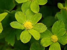 Attēlu rezultāti vaicājumam “Epipactis”