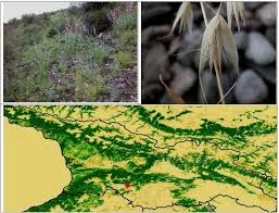 Attēlu rezultāti vaicājumam “Silene wolgensis”