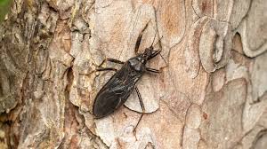 Attēlu rezultāti vaicājumam “Reduvius personatus”