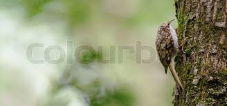 Attēlu rezultāti vaicājumam “Certhia familiaris”