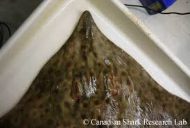 Image result for Dipturus laevis