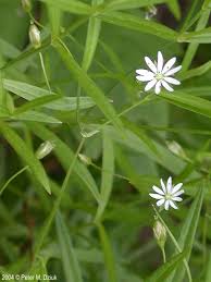 Attēlu rezultāti vaicājumam “Stellaria longifolia flower”