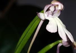 Attēlu rezultāti vaicājumam “Orchidaceae”