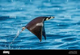 Image result for Mobula munkiana