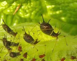 Attēlu rezultāti vaicājumam “Uroleucon hypochoeridis”