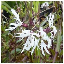Attēlu rezultāti vaicājumam “Lychnis flos-cuculi flower”