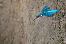 Attēlu rezultāti vaicājumam “Alcedo atthis nest”