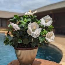 Attēlu rezultāti vaicājumam “Pseudotsuga menziesii flower”