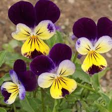Attēlu rezultāti vaicājumam “Viola tricolor flower”