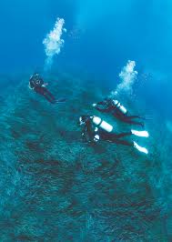Image result for Divemaster Scuba