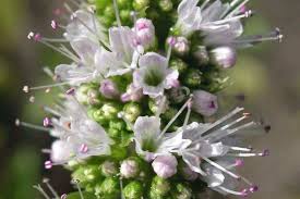 Attēlu rezultāti vaicājumam “Mentha spicata flower”