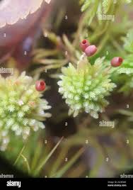 Attēlu rezultāti vaicājumam “Sphagnum wulfianum”