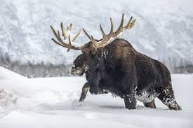 Attēlu rezultāti vaicājumam “Alces alces”