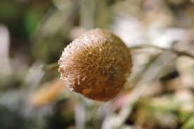 Attēlu rezultāti vaicājumam “Lactarius lygniotus”