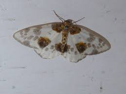 Attēlu rezultāti vaicājumam “Abraxas sylvata imago”