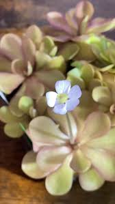 Attēlu rezultāti vaicājumam “Pinguicula alpina flower”