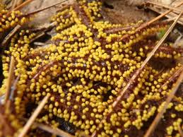 Attēlu rezultāti vaicājumam “Physarum murinum stalked”