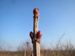 Attēlu rezultāti vaicājumam “Viburnum opulus bud”
