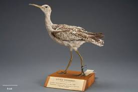 Image result for Numenius minutus