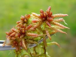 Attēlu rezultāti vaicājumam “Sphagnum balticum”