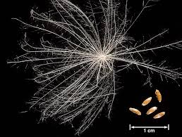 Attēlu rezultāti vaicājumam “Cirsium arvense fruit”