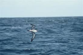 Image result for Puffinus gravis