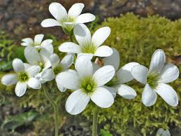Attēlu rezultāti vaicājumam “Saxifraga granulata”