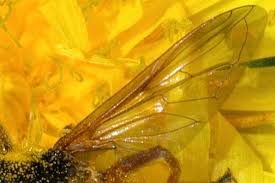 Attēlu rezultāti vaicājumam “Sericomyia lappona”