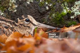 Attēlu rezultāti vaicājumam “Scolopax rusticola juvenile”