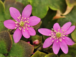 Attēlu rezultāti vaicājumam “Hepatica nobilis flower”