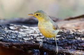 Image result for Hippolais polyglotta