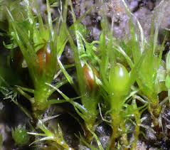 Attēlu rezultāti vaicājumam “Pleuridium subulatum”