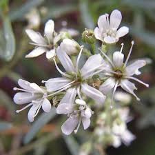 Attēlu rezultāti vaicājumam “Gypsophila fastigiata bud”