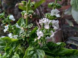 Image result for Ocimum basilicum
