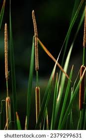 Attēlu rezultāti vaicājumam “Typhaceae”