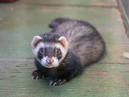 Attēlu rezultāti vaicājumam “Mustela putorius”