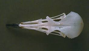 Image result for Cursorius cursor