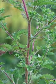 Attēlu rezultāti vaicājumam “Potentilla norvegica flower”