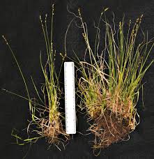 Attēlu rezultāti vaicājumam “Carex disperma”