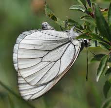 Attēlu rezultāti vaicājumam “Aporia crataegi upperside”