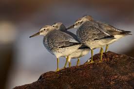 Attēlu rezultāti vaicājumam “Calidris canutus”
